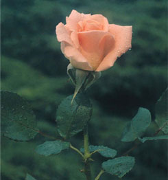 Photo of a rose
